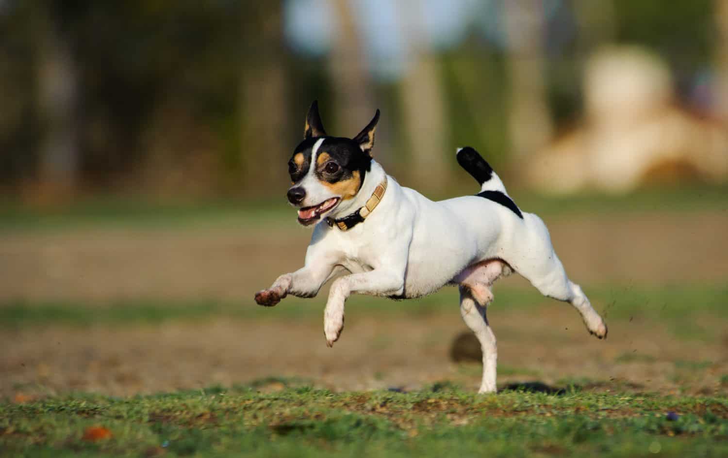 Toy Fox Terrier running through a grass field