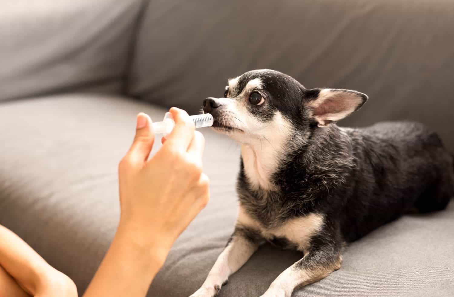 Selected focus on syringe woman give medicine to chihuahua dog with syringe