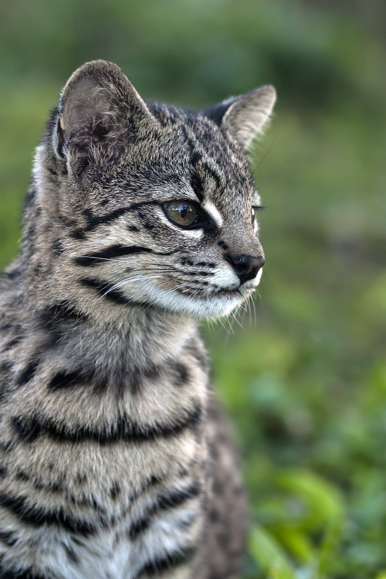 Geoffroy's cat (Leopardus geoffroyi) in natural habitat
