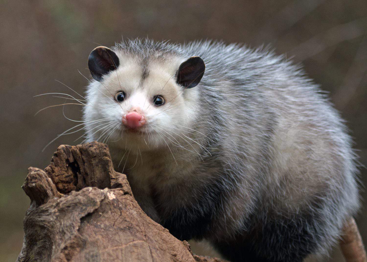 young possum on a branch