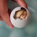 Balut