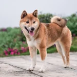 The dog lost control
