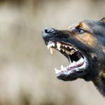 The 10 Most Ridiculous Animal Cases on ‘The People’s Court’