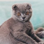 Sick kitten