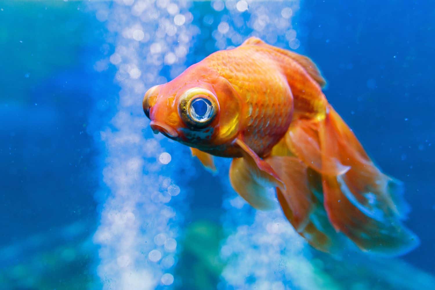 Sad Gold fish in the aquarium with water-bubbles. Carassius auratus