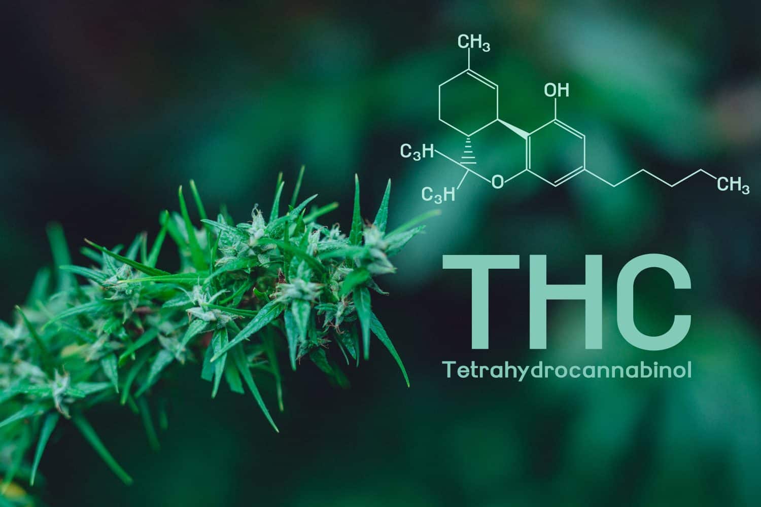 Cannabis, cannabinol, Cannabidiol, Tetrahydrocannabinol (THC)