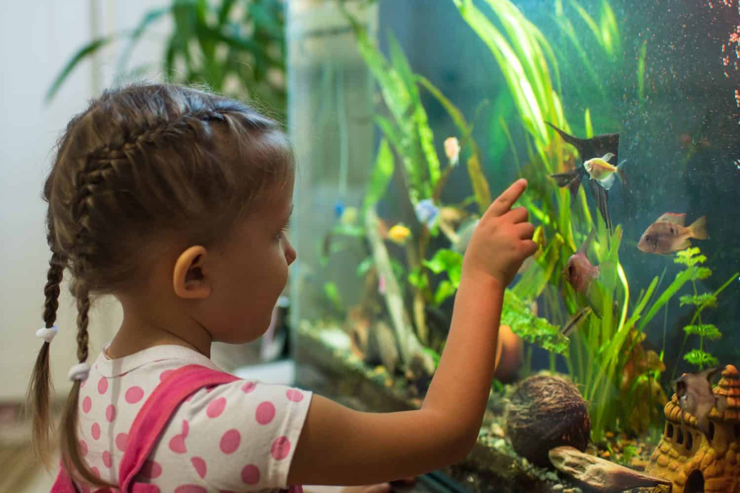 Little girl child looks at the fish angelfish in the aquarium