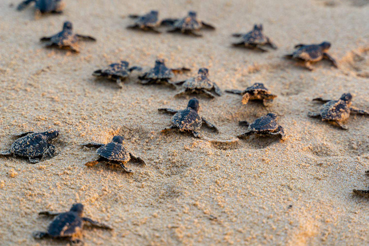 Endangered young baby turtles in warm evening sunlight being released at a beach in Sri Lanka, fighting their way towards the ocean. The recently hatched turtles are prone to be attacked by predators.