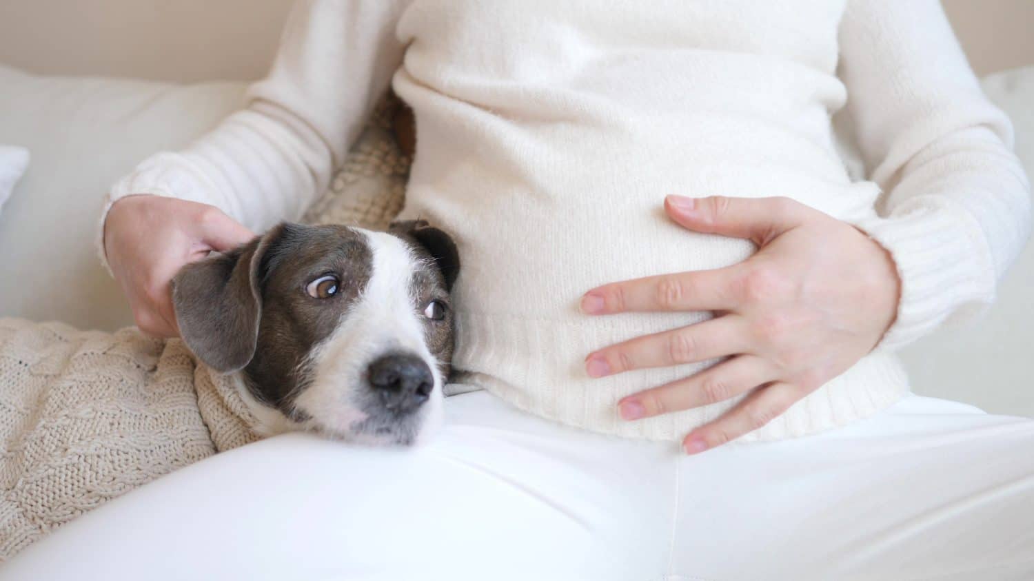 Close-Up Of Pregnant Woman Belly With Dog