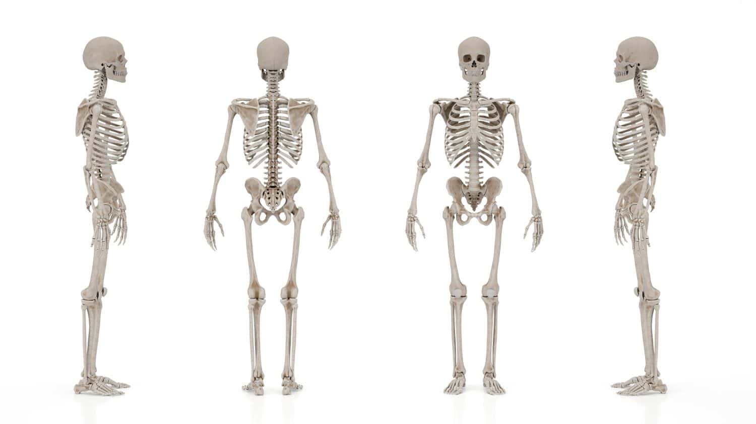 skeletal system image from different angles