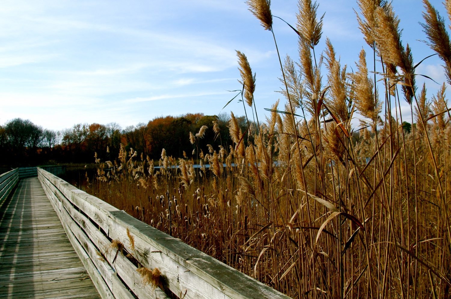 View from the boardwalk portion of the trail, blue sky and framed by fragmite at Prime Hook National Wildlife Refuge, Delaware