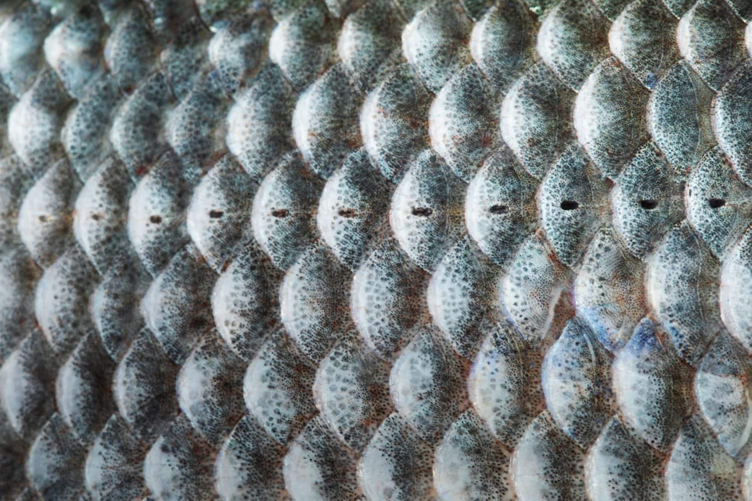 Fish scales skin textured pattern photo. Macro view Crucian carp Carassius scaly with Lateral line. Selective focus, shallow depth field.