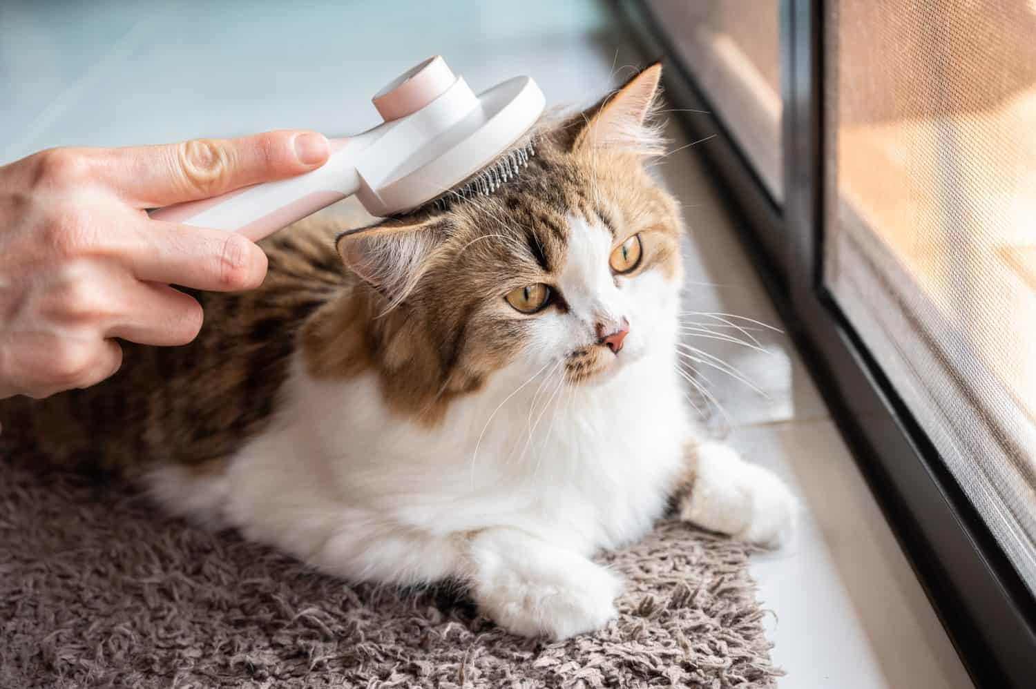 Cat owner using a brush for keep their hair from becoming tangled or matted. To minimize the amount of cat hair that escapes onto your clothes and to prevent your pet's fur from matting.