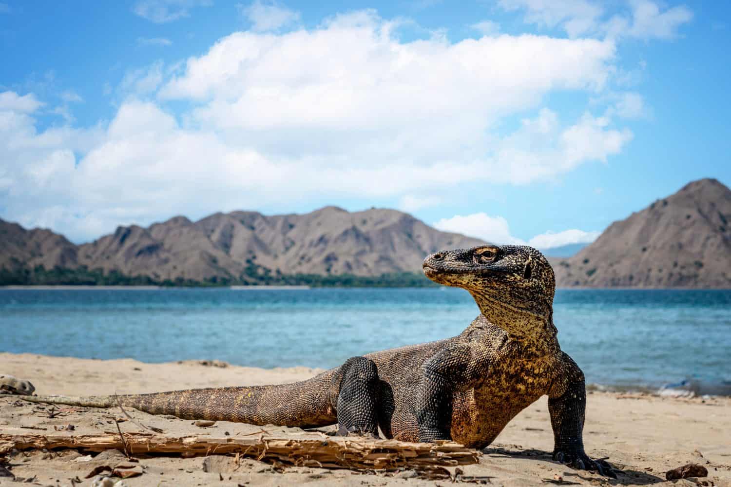 Komodo dragon on Komodo island. His life in 2023 is in danger