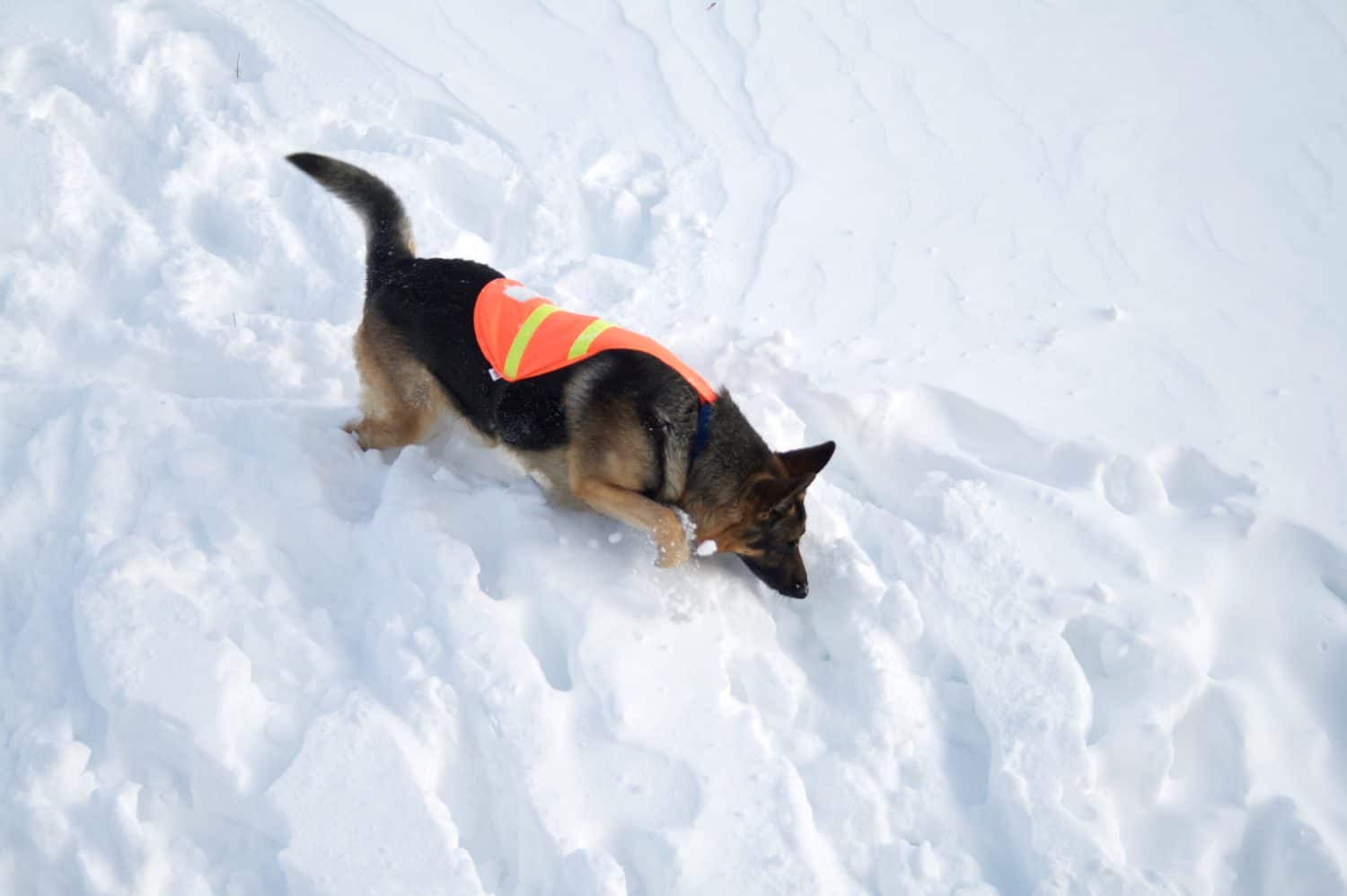 If you are buried in an avalanche, who could imagine a more welcome sight that this dog!