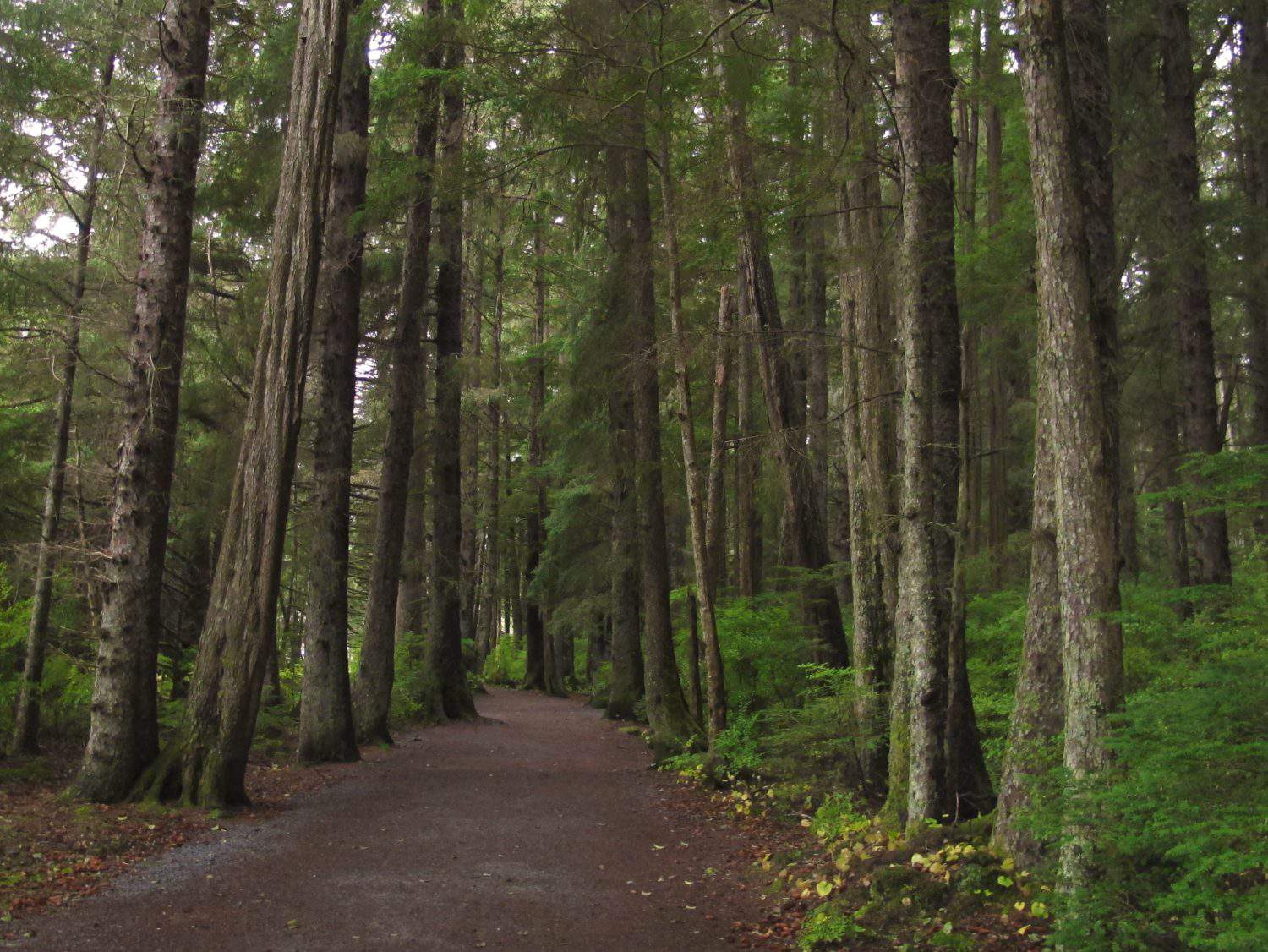 Trail through the forest at Sitka National Historical Park, Sitka, Alaska