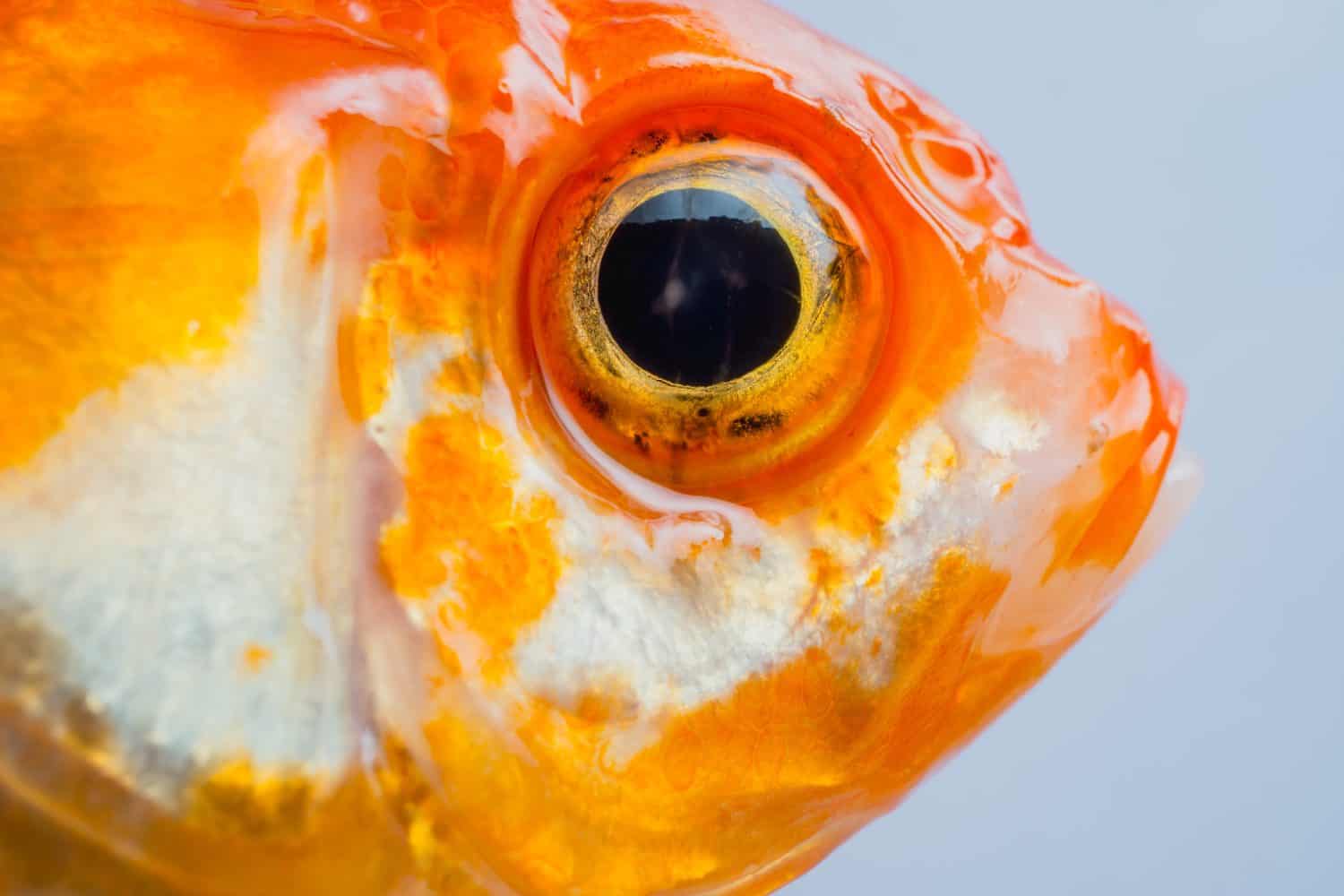 macro close up eye and faces goldfish