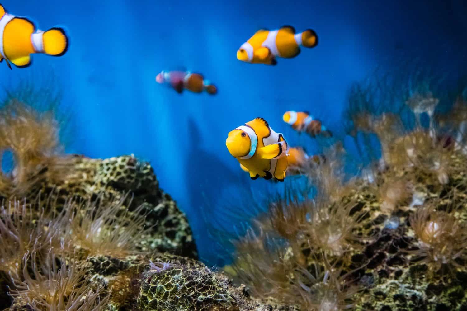 Nemo Fishes in sea aquarium