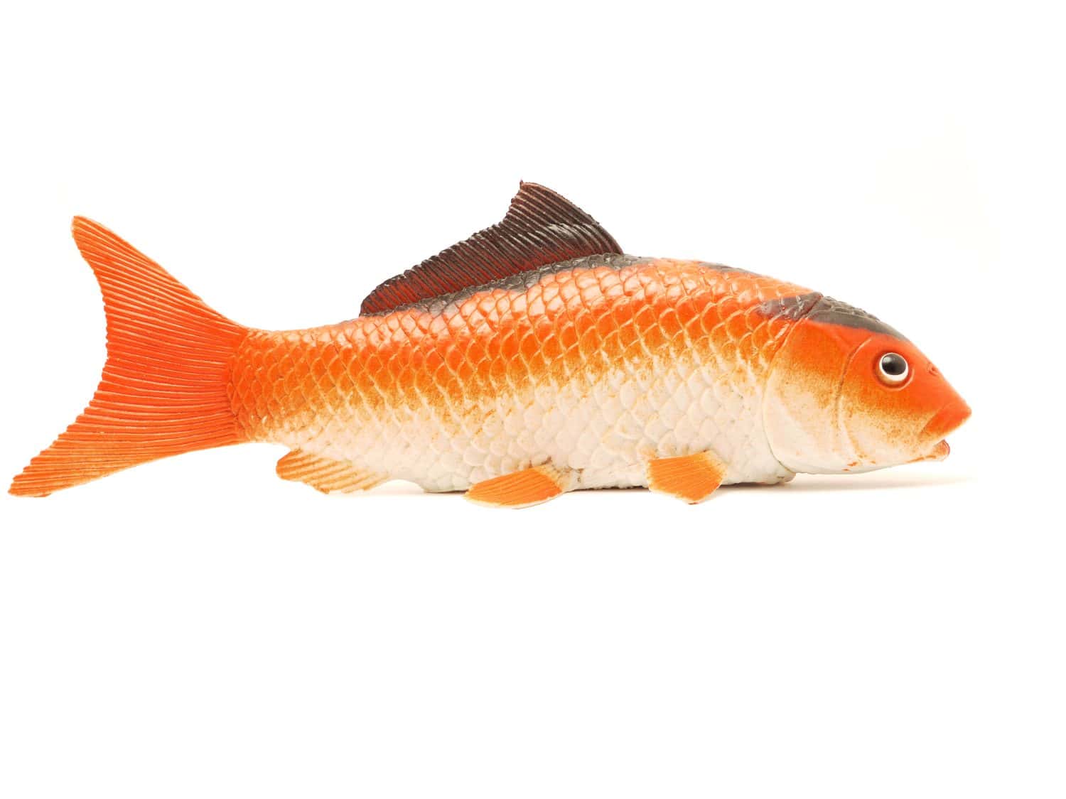 Figure of fish on a white background