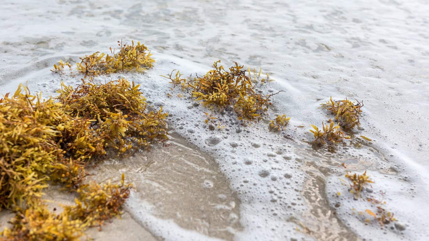 Seaweed on beach