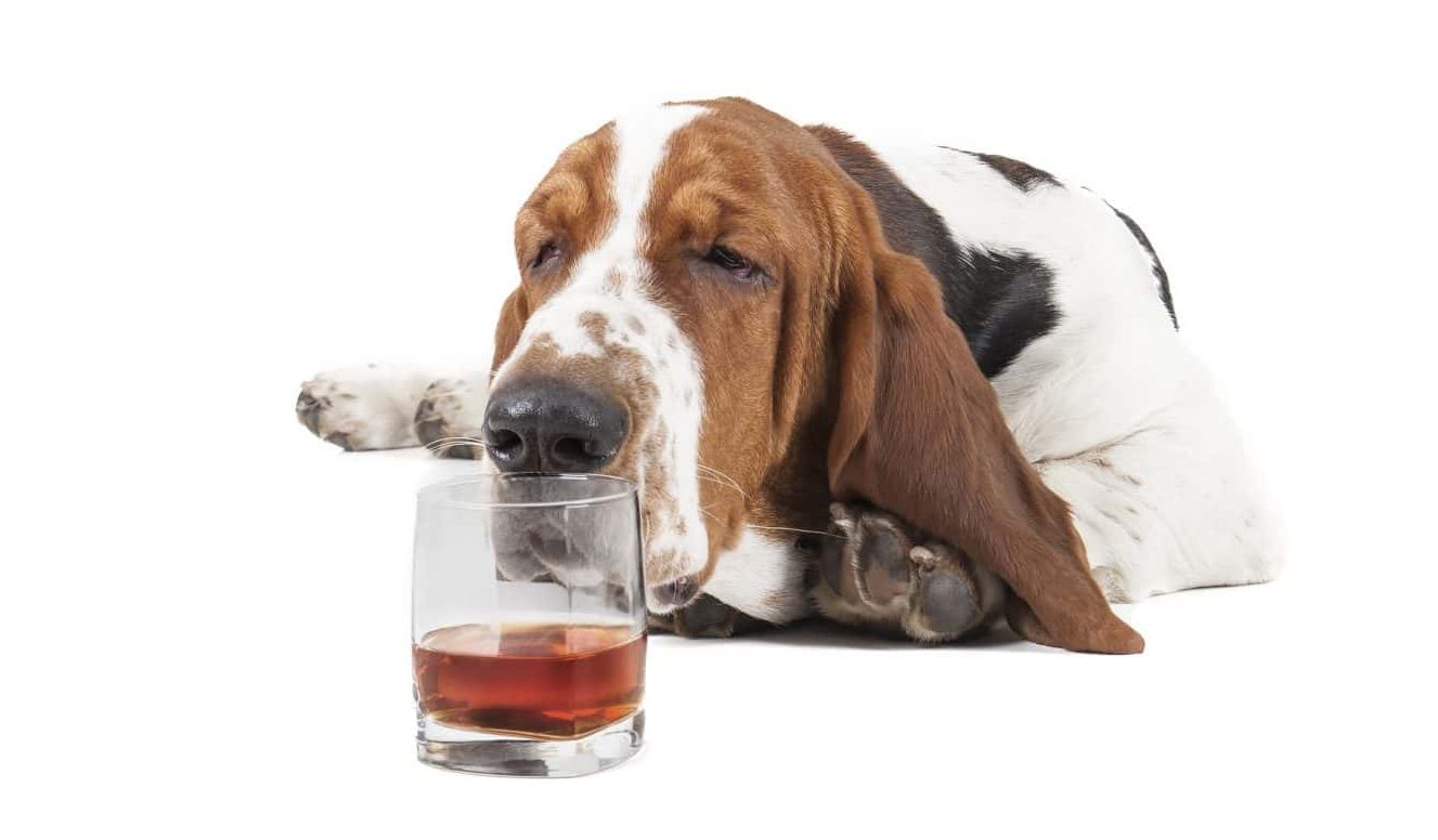 Dog (Basset with a glass of whisky on a white background in the Studio
