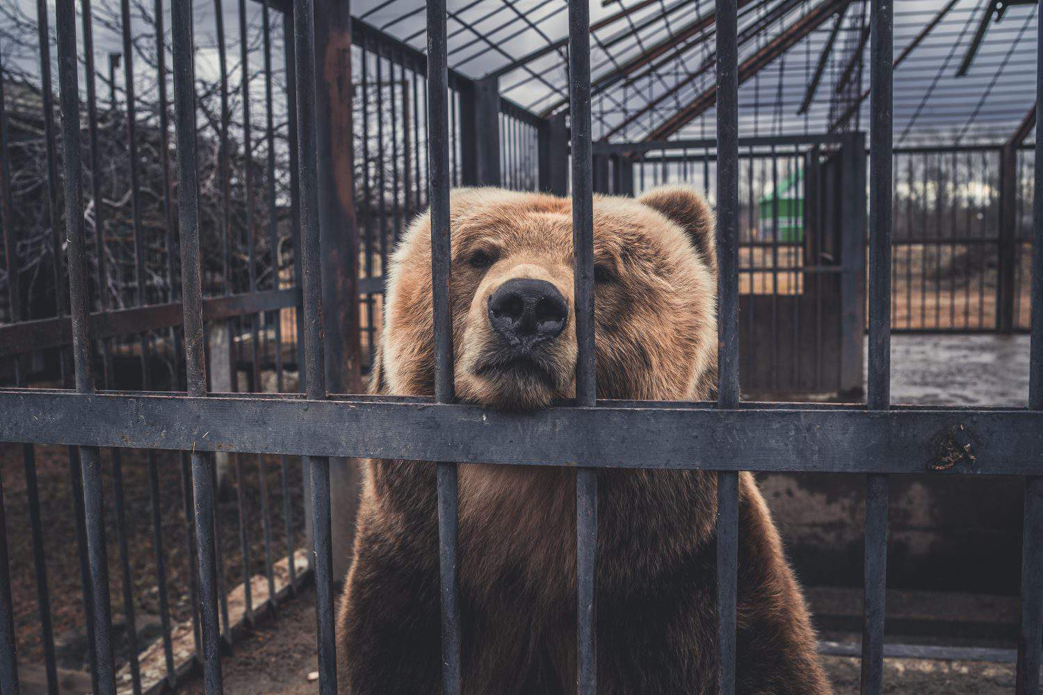Brown bear behind bars