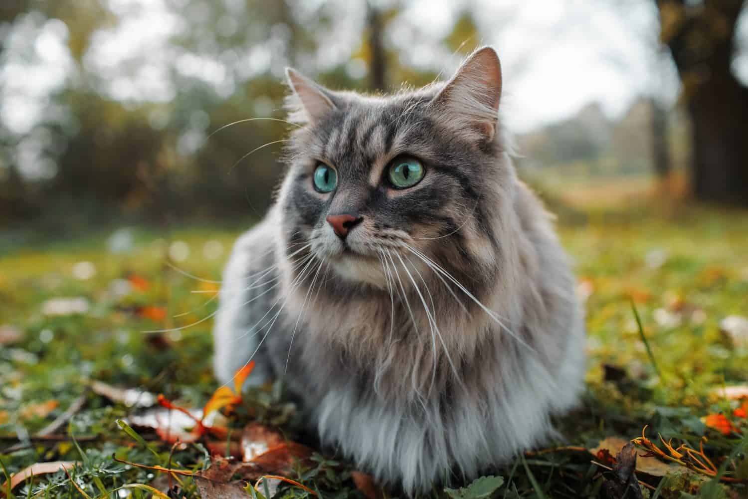 Long-haired grey cat on lawn