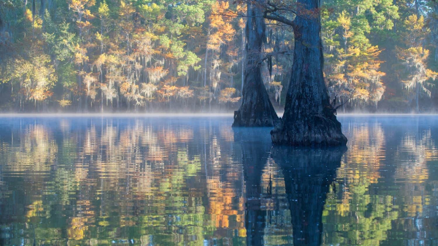 The swamps of Texas and Louisiana, bald cypress, Spanish moss, birds, Lafayette, Caddo Lake, Atchafalaya basin