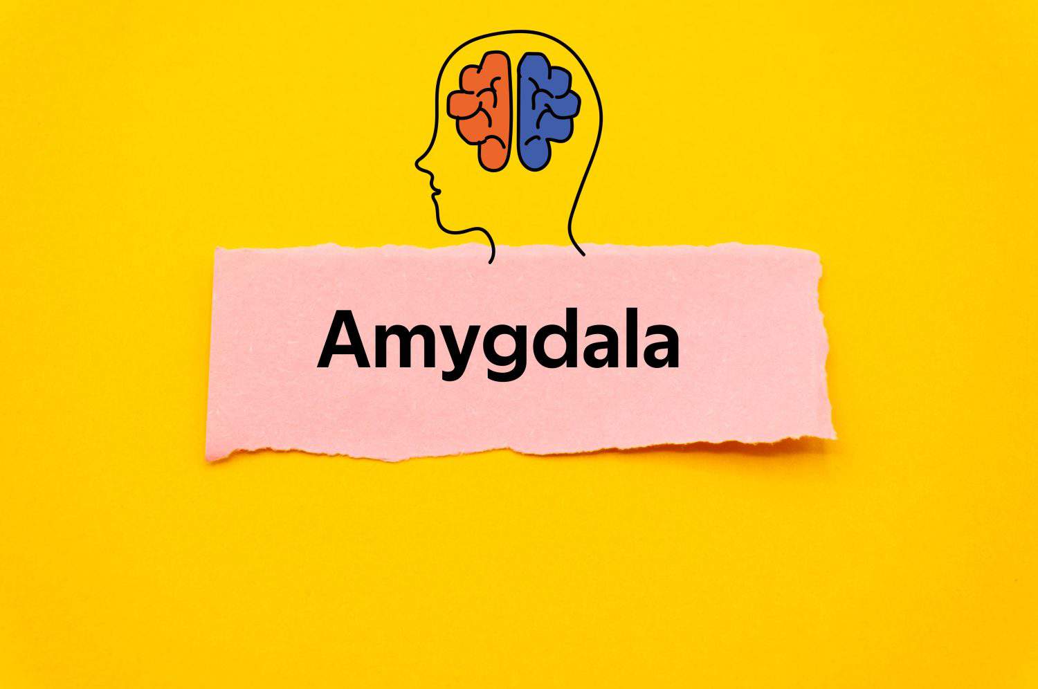 Amygdala.The word is written on a slip of colored paper. Psychological terms, psychologic words, Spiritual terminology. psychiatric research. Mental Health Buzzwords.