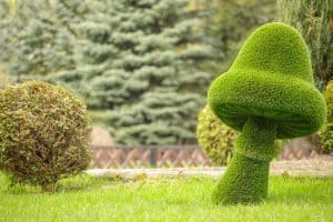 mushrooms created from bushes at green animals. Topiary gardens. Topiary toy