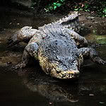 Which One is Bigger: An Alligator or a Crocodile?