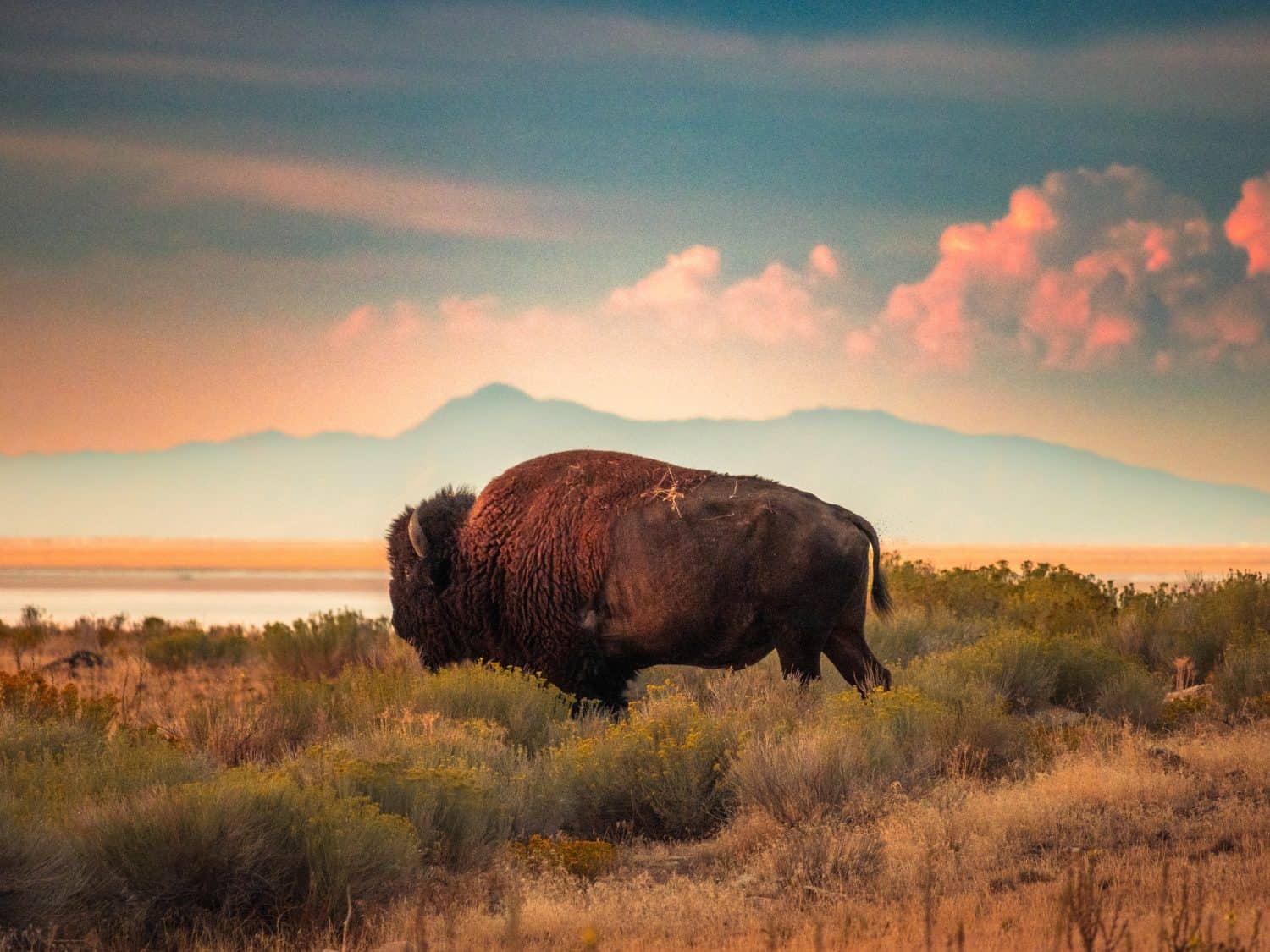 Bison on Antelope Island by the Great Salt Lake and mountains