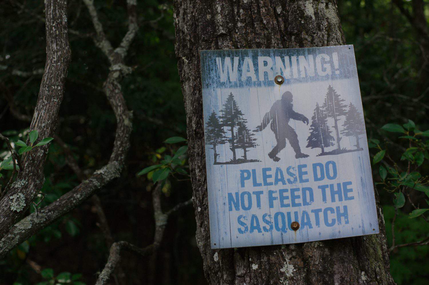 Sasquatch warning sign attached to a tree in the woods. Blue and black sign. Please do not feed.