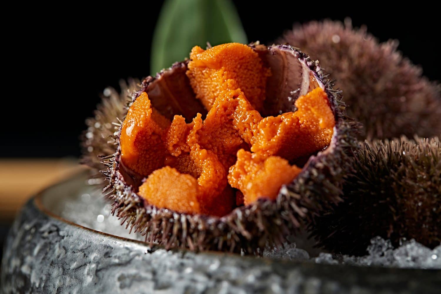 Fresh sea urchin (uni), Japanese food.