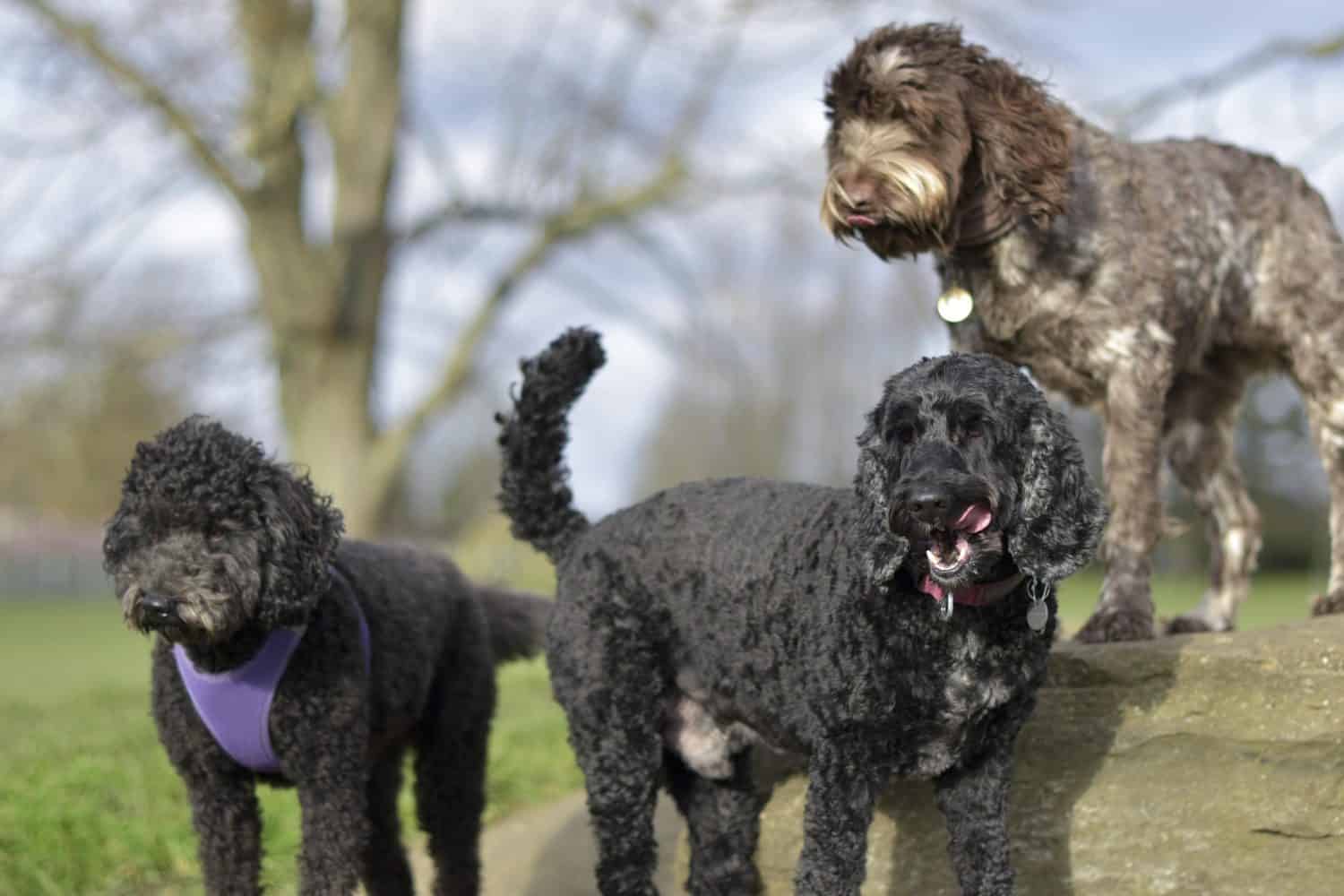 A group of poodle mix dogs are hanging out together, socializing and waiting for their food reward - Dog walking, socializing, pet sitting