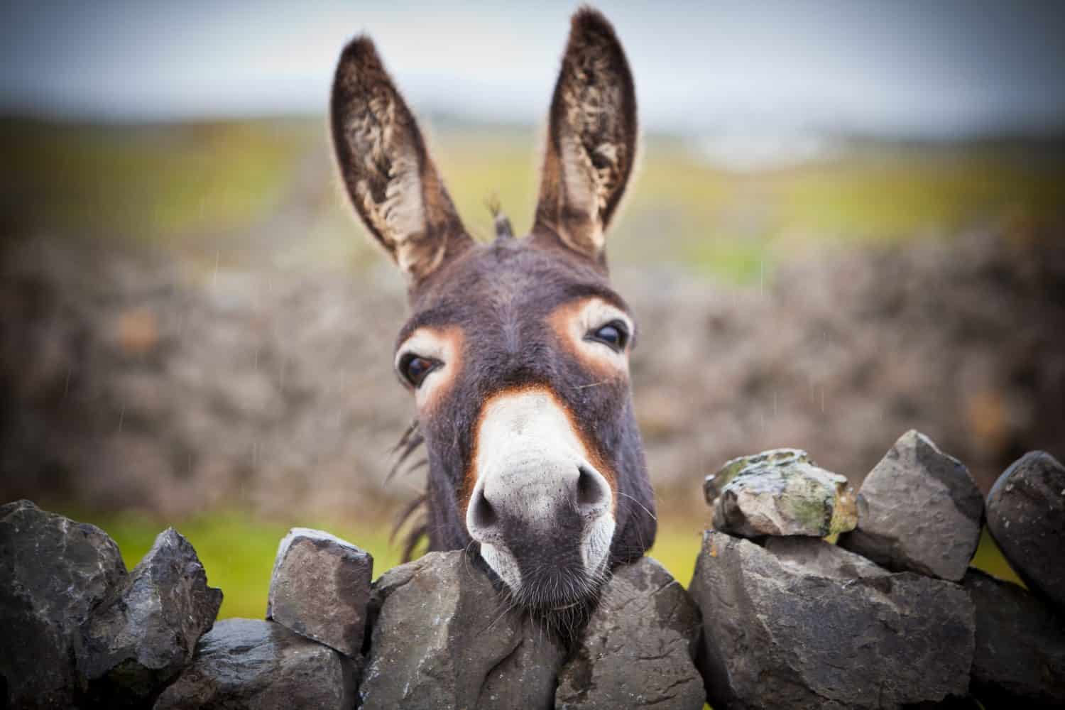 A donkey in Aran Islands, Ireland.