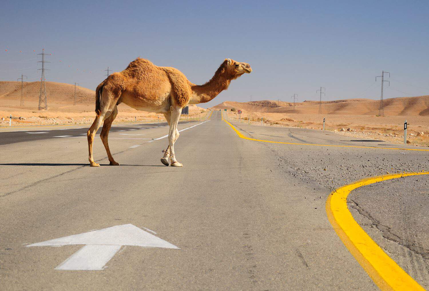 Camel crossing highway in Negev desert. Israel.