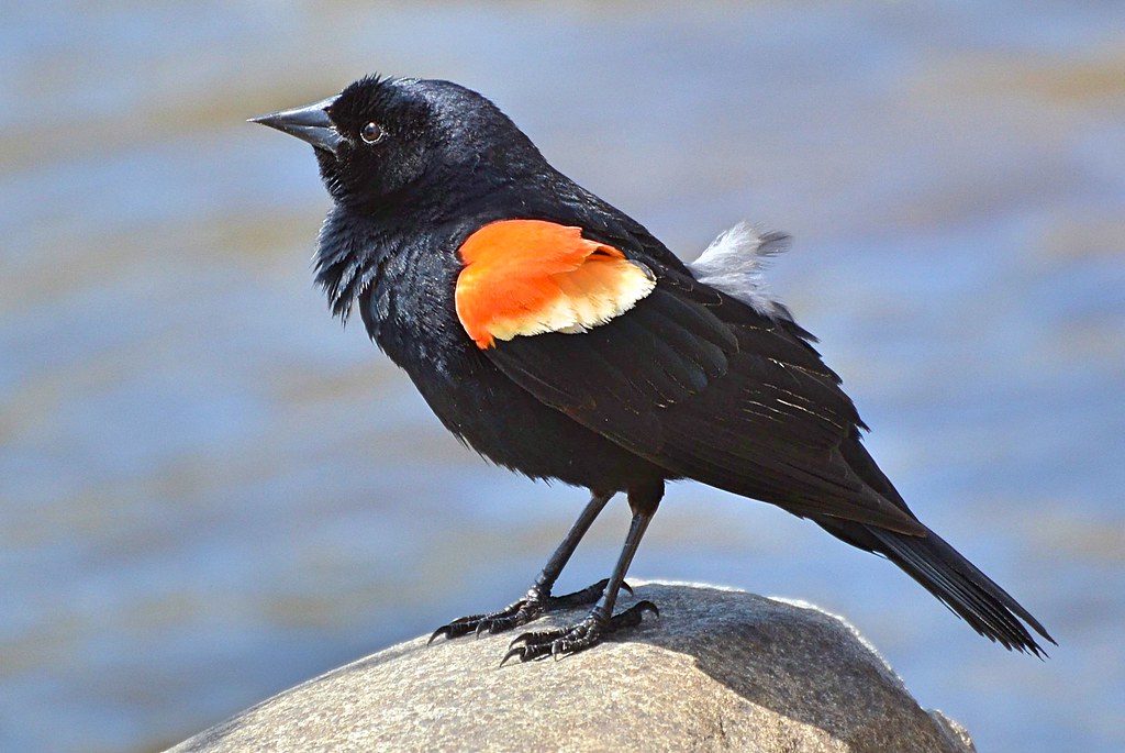‘Blackbird’ was released in response to the Civil Rights Movement