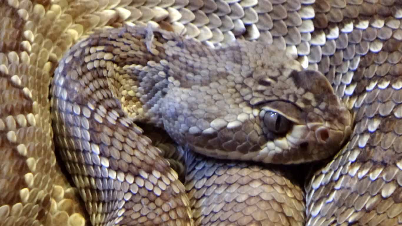 rattler coil by Erik Wilde