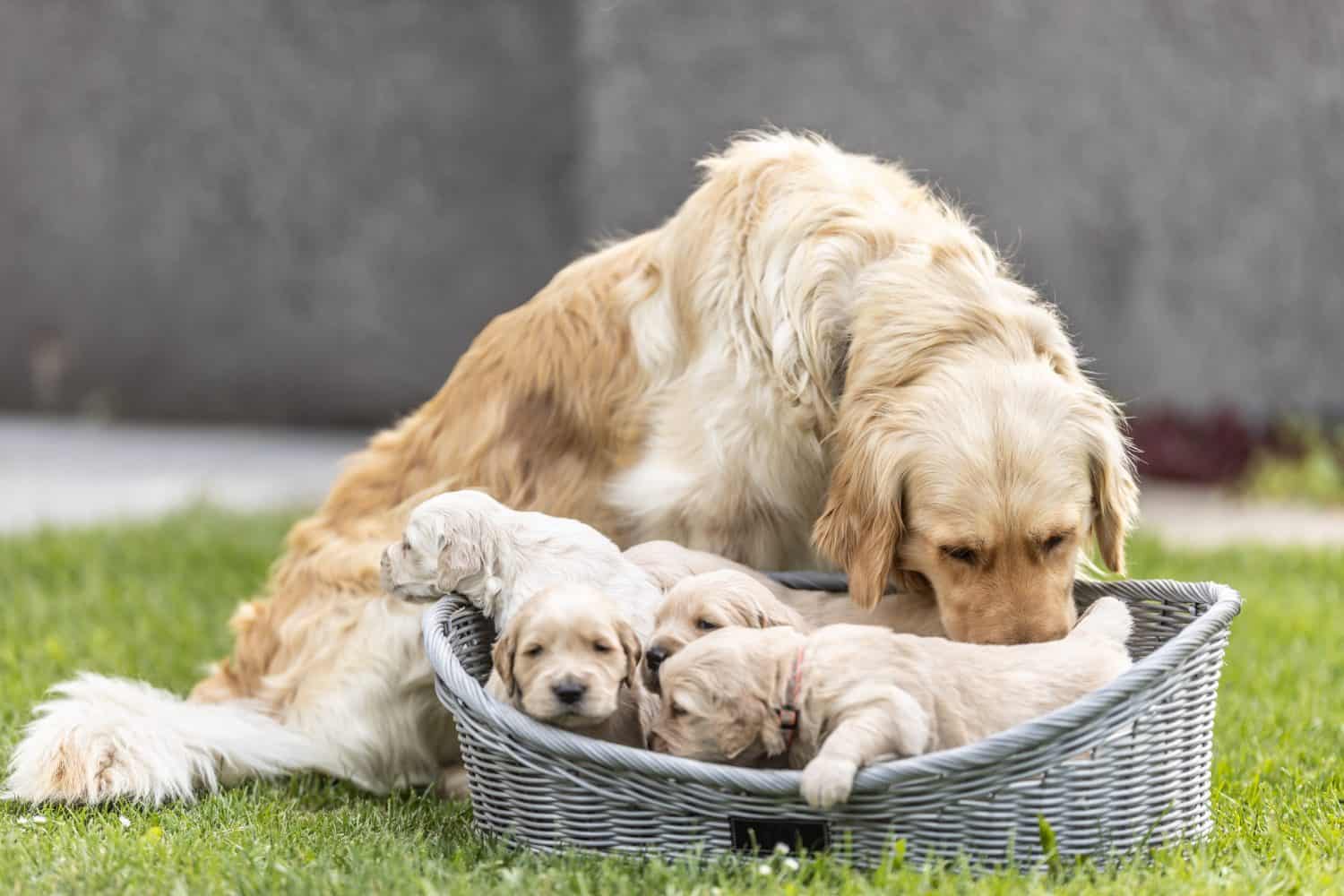 Canine mother is taking care of her fluffy puppies.