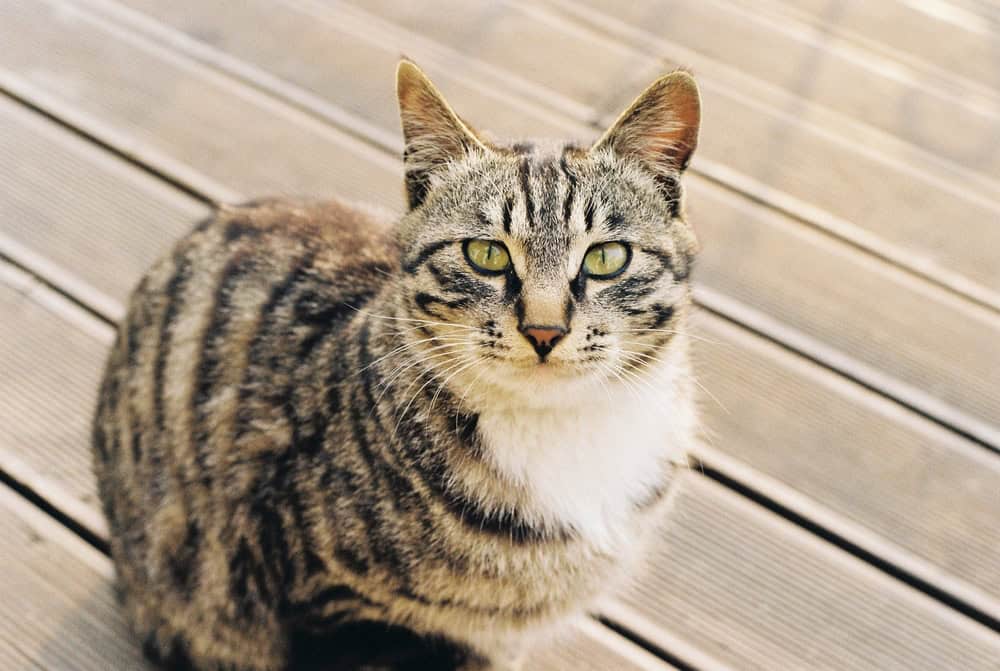 A striped cat staring at the camera with its yellow eyes sitting on the brown deck