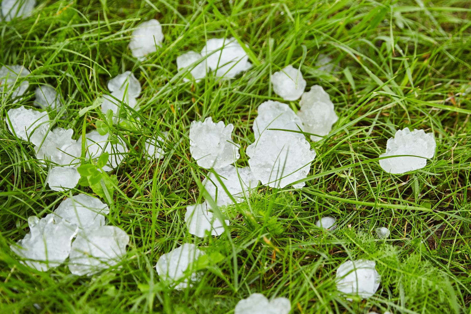 Hail on green grass after hailstorm. Lawn covered in hailstones after a hail storm. Form of precipitation falls