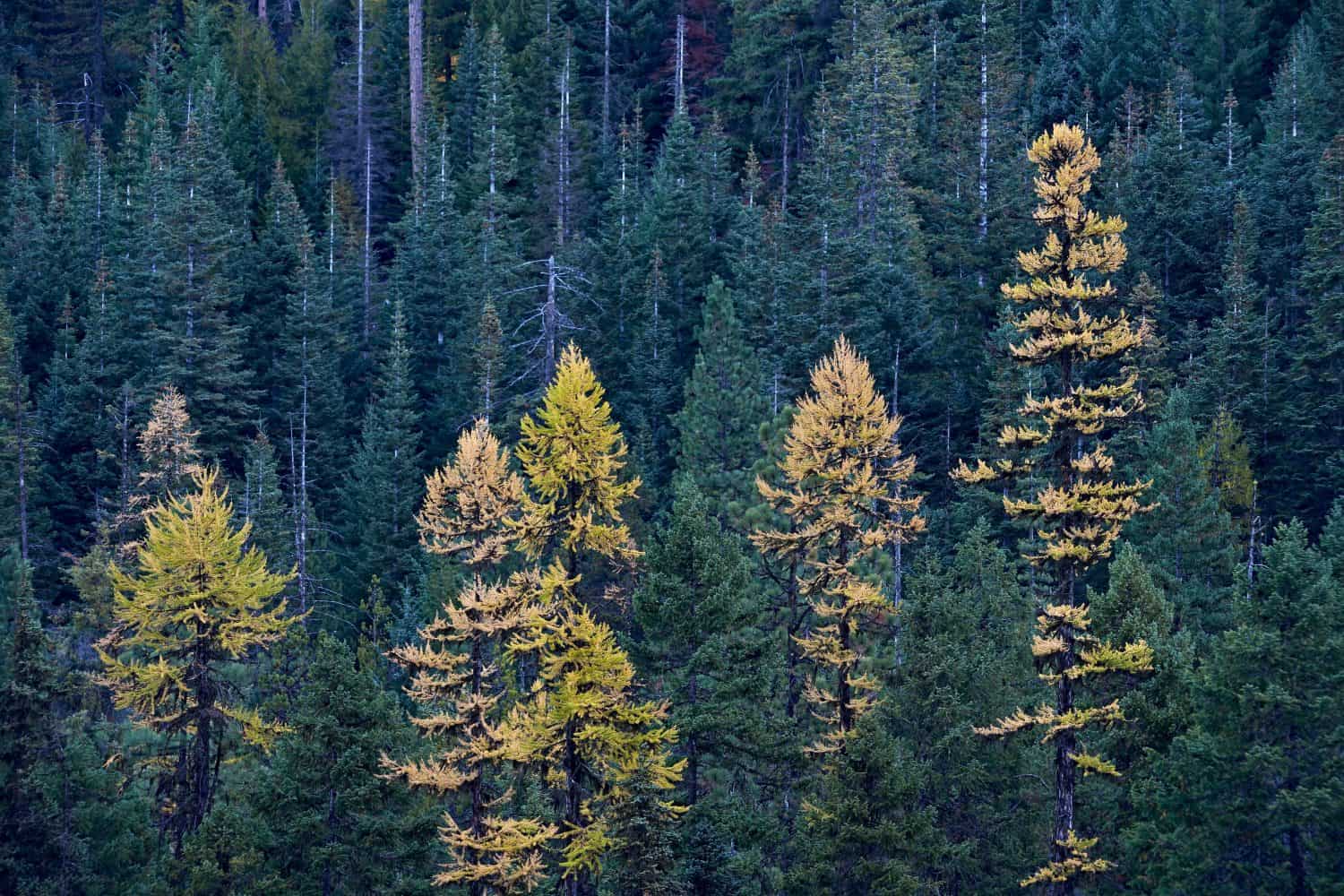 Western larch (larix occidentalis) in the fall, mount hood national forest, oregon, united states of america, north america