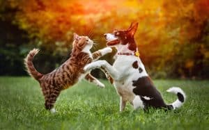 A Dog and Cat Share a Playful Adventure, Puppy And Kitten, Dog and Cat Playing