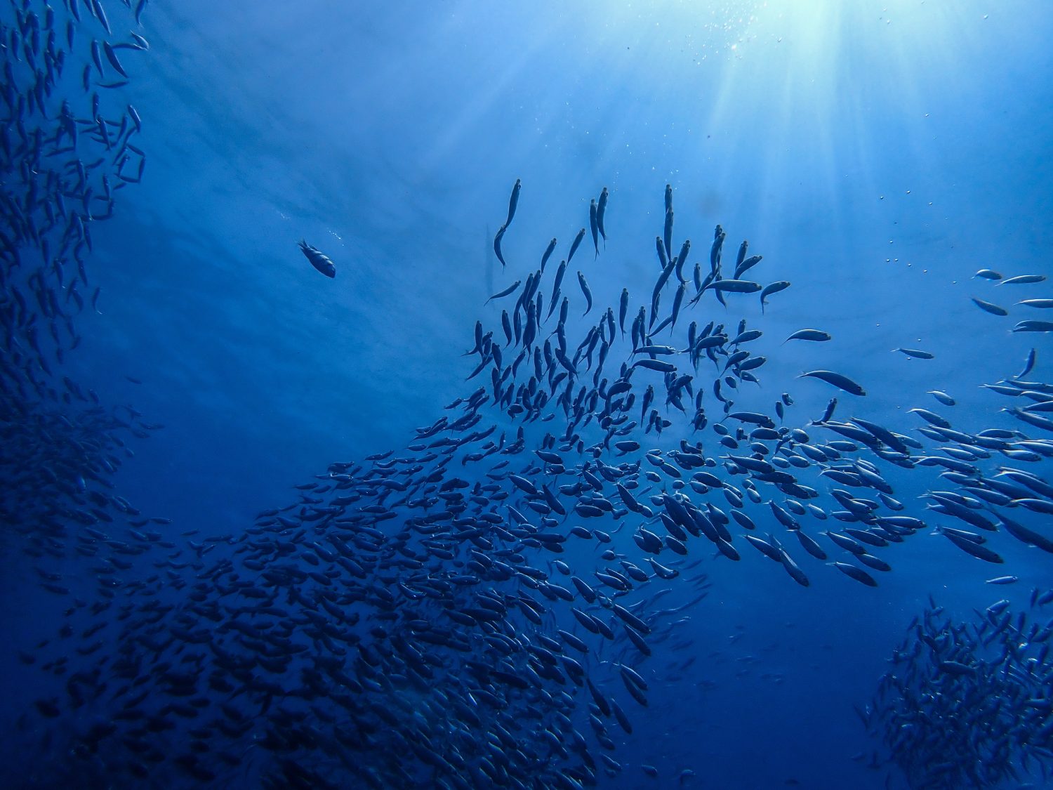 Sardine run or school of sardine swimming in the ocean with ray of sunlight.