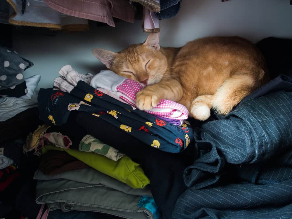 yellow cat in wardrobe