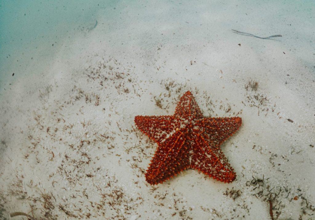 background photography with starfish underwater