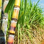 Pure Sugarcane