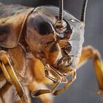 Crickets
