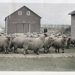 Cowboys Come Face to Face With Sheep